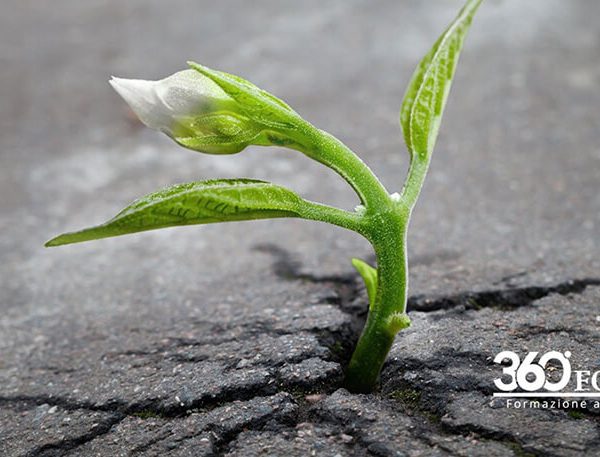 pianta cresce nel cemento, icona del riuso urbano
